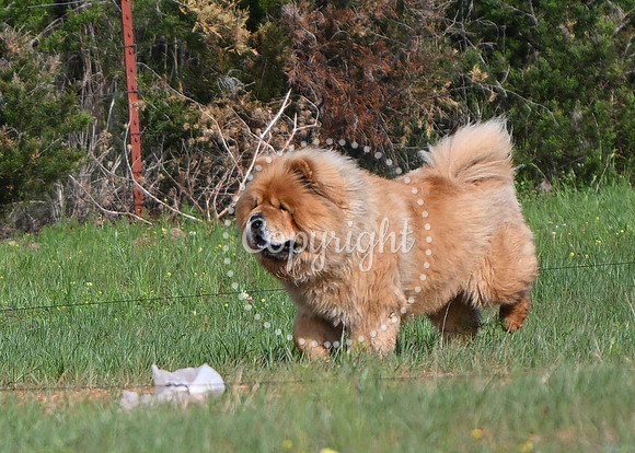 DSC_0566 C