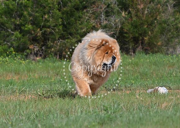 DSC_0665 C