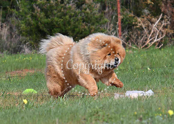 DSC_0689 C