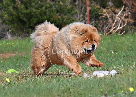 DSC_0691 C