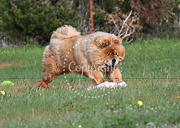 DSC_0695 C
