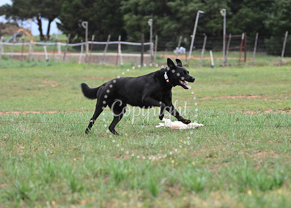 DSC_6436 C