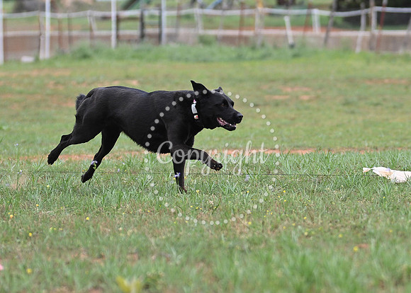 DSC_6419 C