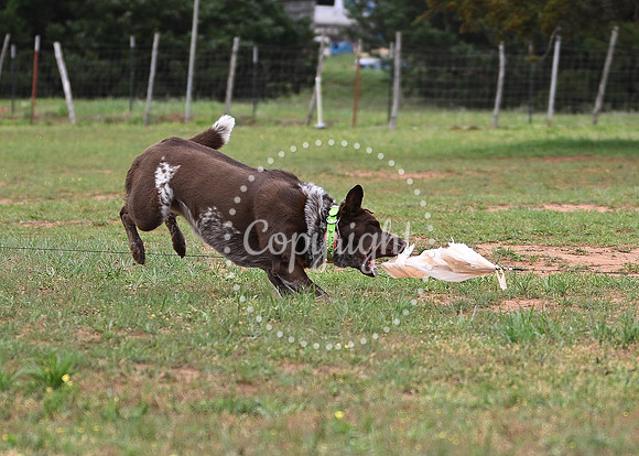 DSC_2714 C