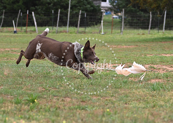 DSC_2711 C