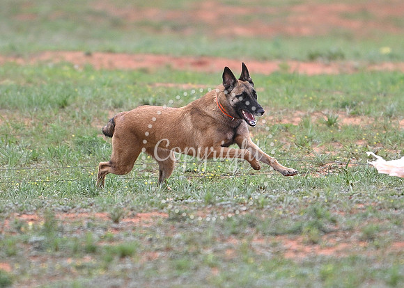 DSC_3800 C