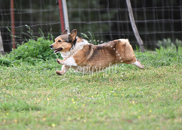 DSC_6073 C