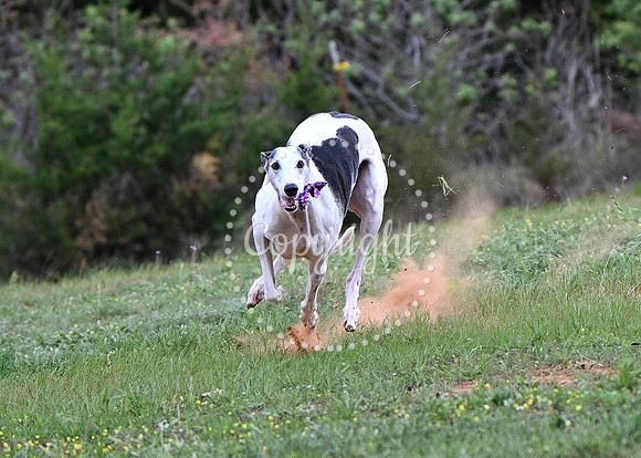DSC_9338 C