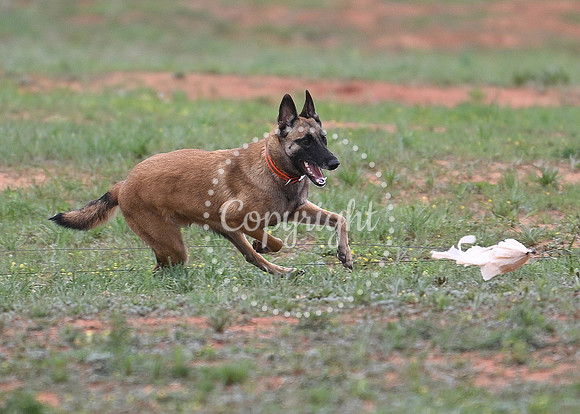 DSC_3797 C
