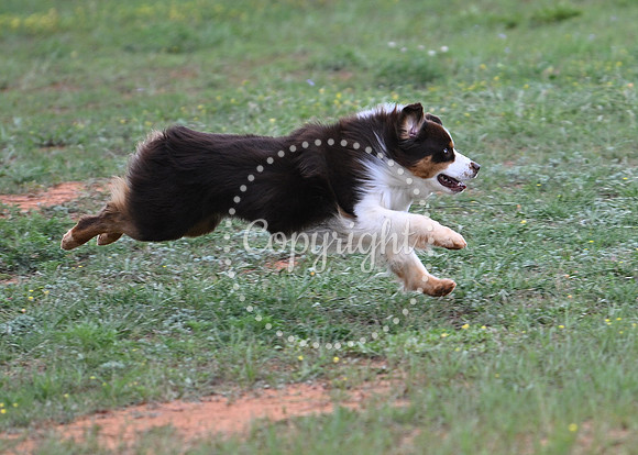 DSC_7117 C