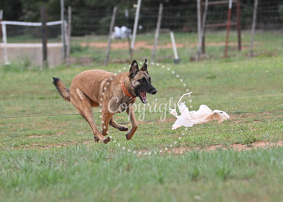 DSC_3929 C
