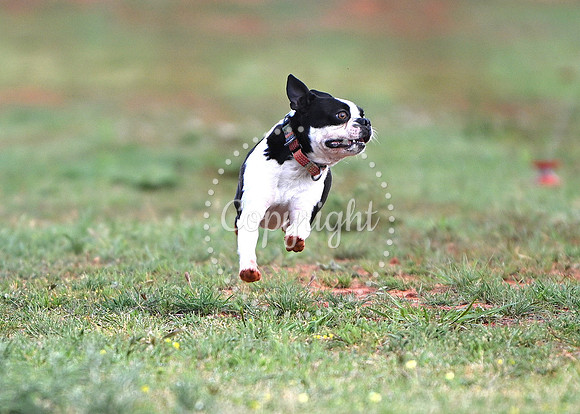 DSD_1415 C