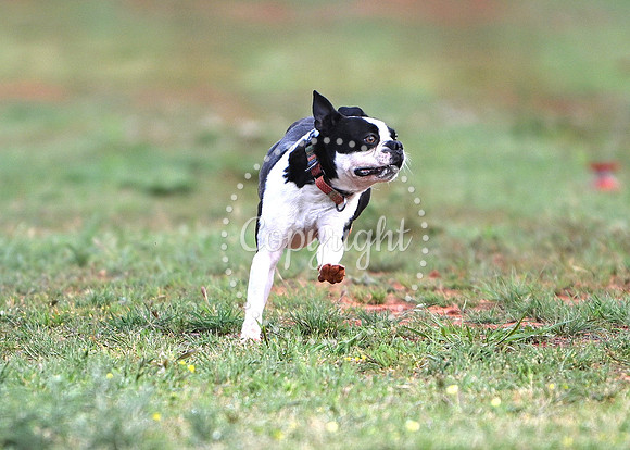 DSD_1417 C