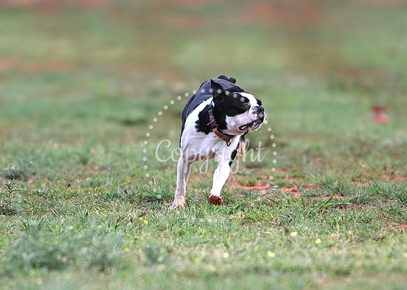 DSD_1419C