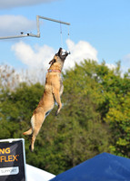 Dog Dock Diving