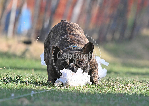 RUBBLE_1529