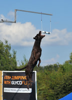 Dog Dock Diving