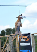 Dog Dock Diving