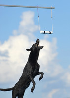 Dog Dock Diving
