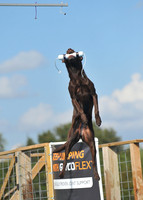 Dog Dock Diving