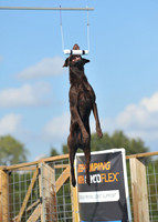 Dog Dock Diving