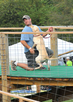 Dog Dock Diving