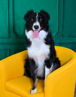 STUDIO DOGS