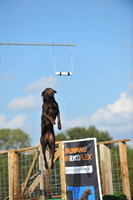 Dog Dock Diving