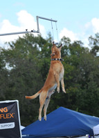 Dog Dock Diving