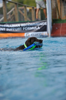 Dog Dock Diving