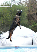 Dog Dock Diving
