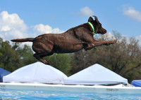 Dog Dock Diving