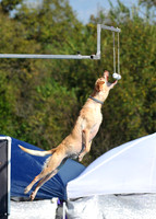 Dog Dock Diving
